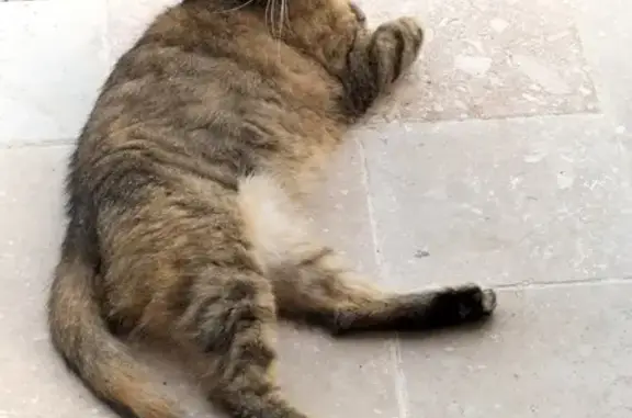 Chat perdu à Thiberville, Route de Lieurey - photo