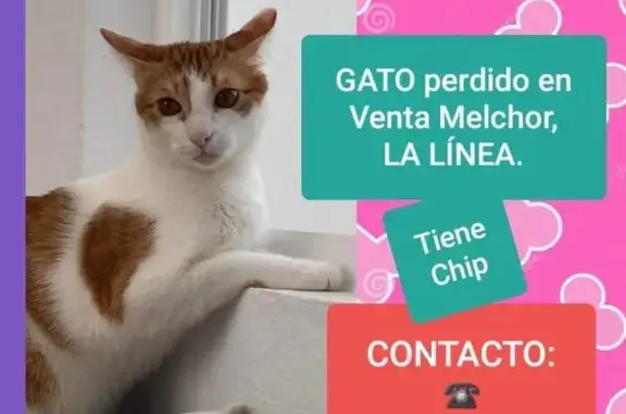 ¡Ayuda! Gato Turco Perdido en Santa Margarita