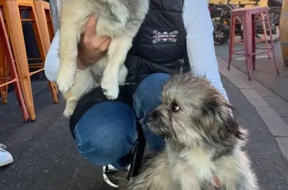 Deux chiens trouvés à Rezé, direction SPA - photo