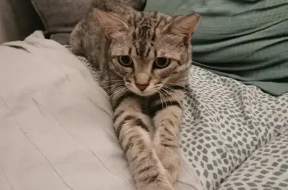 Gato Gris Cariñoso Encontrado en Palma