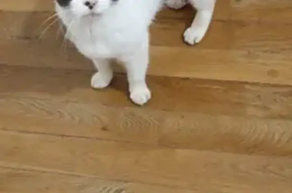 Chatte isabelle trouvée à Allassac - photo
