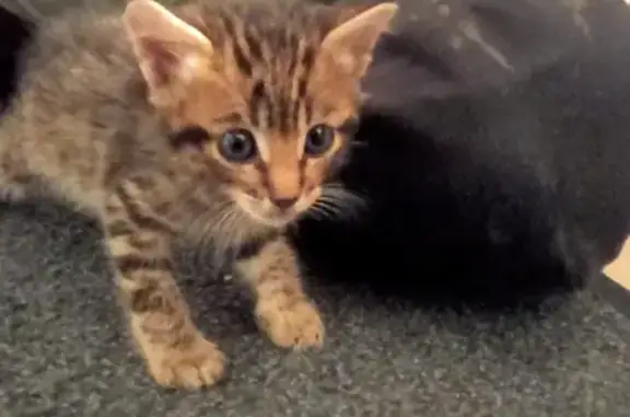 Chaton découvert dans un sac à Beausoleil - photo