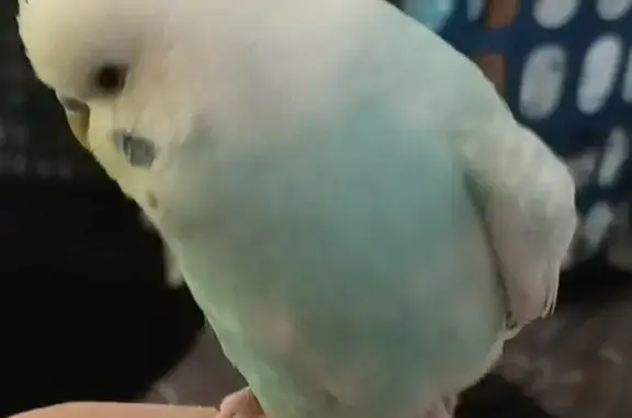 Lost Budgie: White & Blue in Salisbury