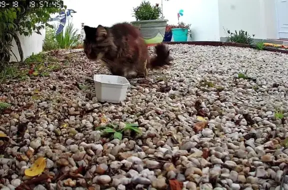 Chatte écaille de tortue trouvée à St-Jean - photo
