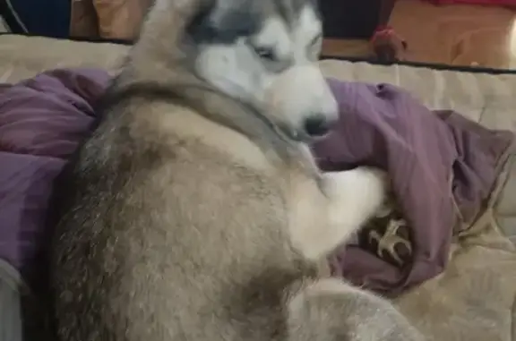 Chien perdu Labégude, photo : Husky Taïga disparu à Labégude