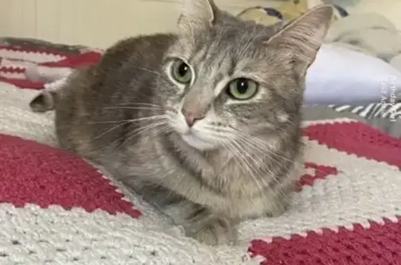 Chat perdu, , photo: Chatte écaille disparue à Mesnil-Saint-Père