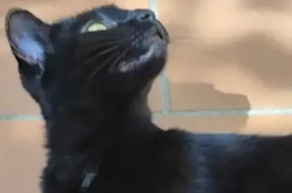 Chatte noire trouvée à Nice, non identifiée - photo