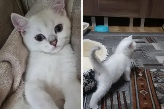 Animaux perdus , photo: Chaton blanc perdu à Cagnes-sur-Mer