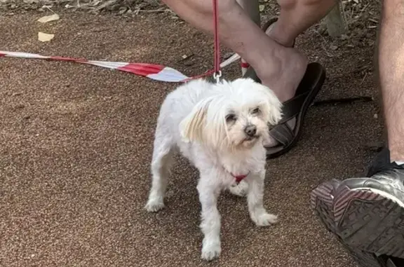 Animaux perdus Port-Saint-Père, photo: Bichon maltais 15 ans perdu à Port-Saint-Père