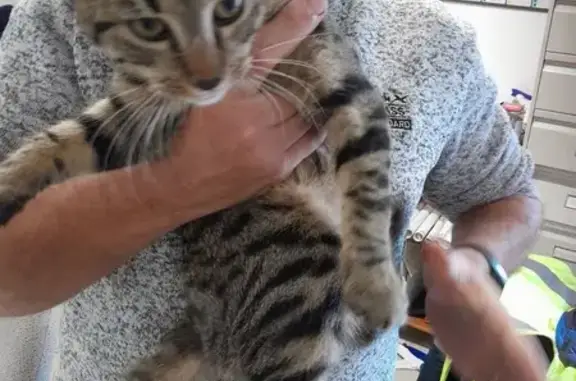 Chat trouvé Rue du Côme, Les Chères - photo