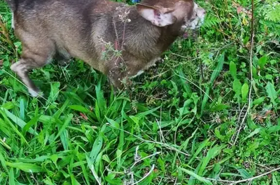 Chien trouvé La Grand-Combe, photo: Chihuahua marron trouvé à La Grand-Combe