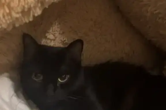 Petite chatte noire perdue à Marmande - photo