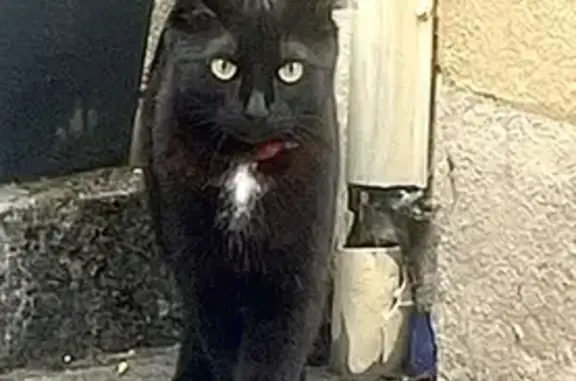 Chat perdu, Crest, photo: Chat noir femelle perdu à Crest