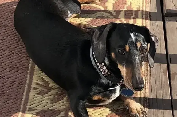 Help Find Our Friendly Mini Dachshund!