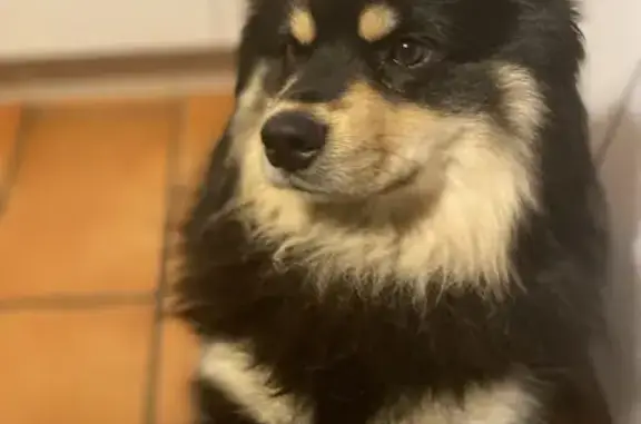 Chien perdu Colomiers, photo : Chien disparu : Loki, mâle finois noir