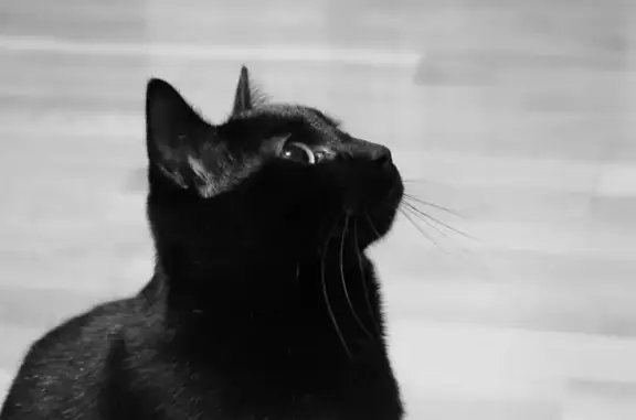 Animaux perdus Courpière, photo: Chat noir mâle perdu à Courpière