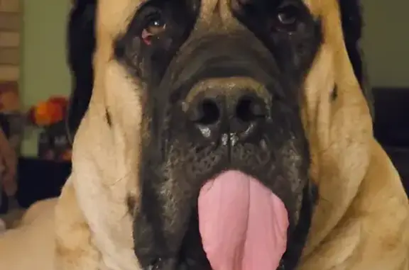 Lost 200lb Mastiff: Birchwood Lane Alert