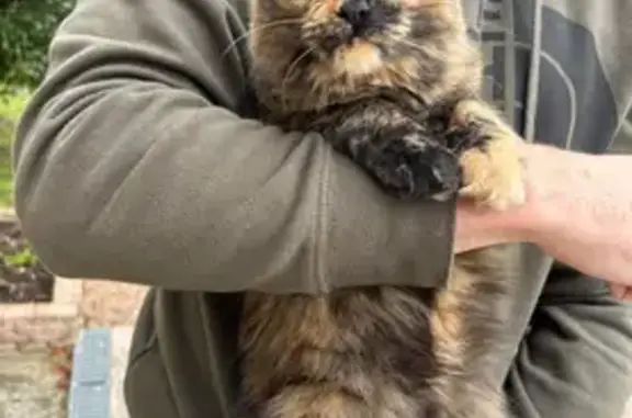 Animaux perdus Léguevin, photo: Chat Écaille de Tortue Perdu à Léguevin