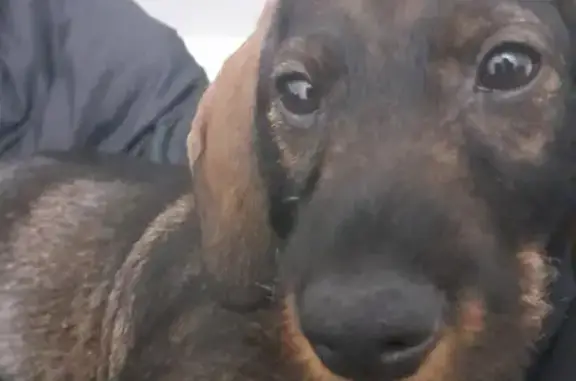 Chien perdu , photo : Teckel femelle disparue à Saint-Ellier