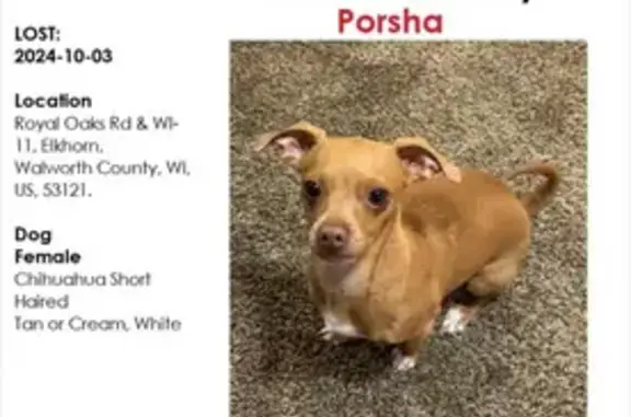 Lost Chihuahua Mix in Elkhorn Area