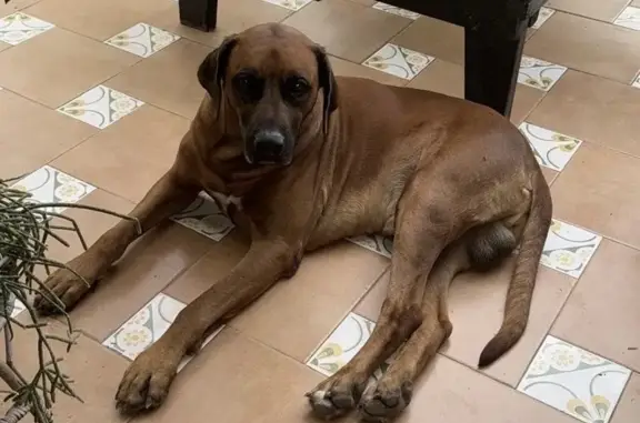 ¡Perro Perdido en Bugarra! Rhodesian Ridgeback