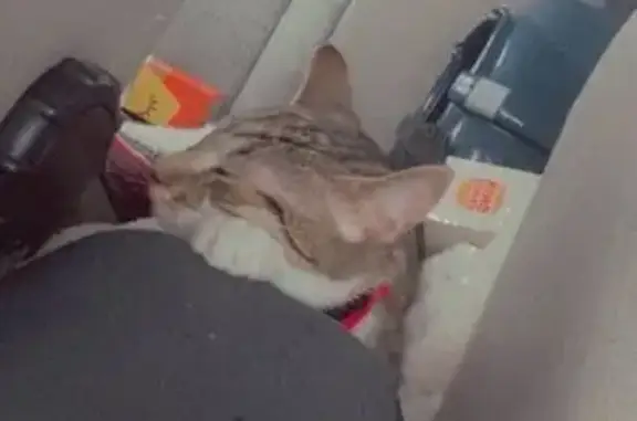 Animaux perdus , photo: Chat Européen tigré blanc perdu à Sancergues