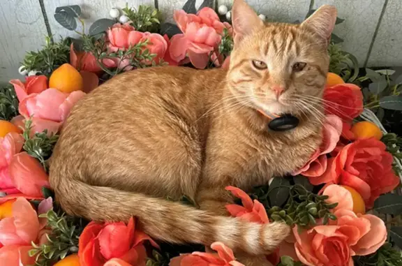 Help Find Pumpkin: Orange Tabby Missing