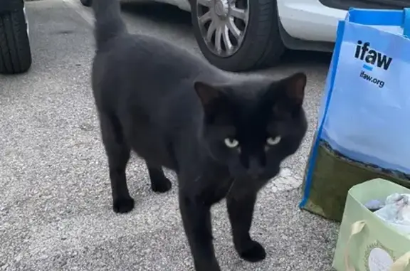 Chat noir trouvé à Vence, sociable - photo