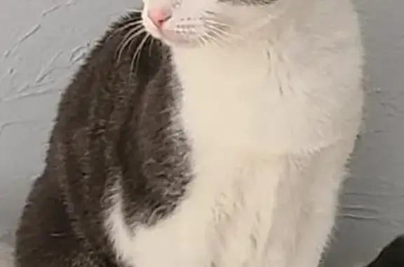 Missing cat , photo: Lost Cat: White & Grey, Clark St, Falmouth