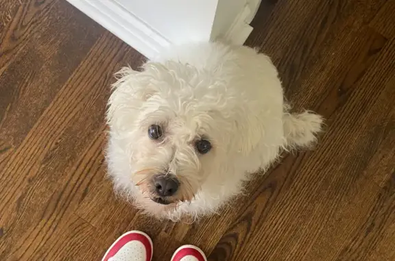 Lost: Coco, Small White Fluffy Dog