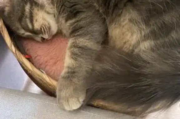 Animaux perdus Décines-Charpieu, photo: Chat tigré gris disparu à Décines