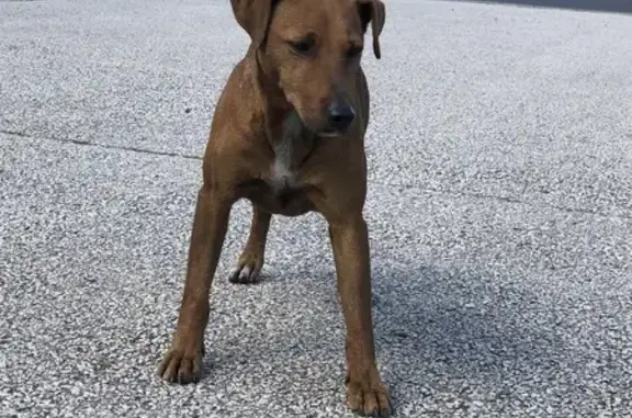 Chien apeuré trouvé rue Jacquard, Aurillac - photo