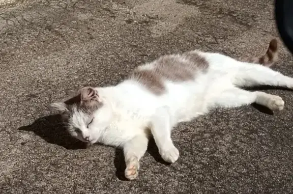 Chatte non stérilisée trouvée à Prondines - photo