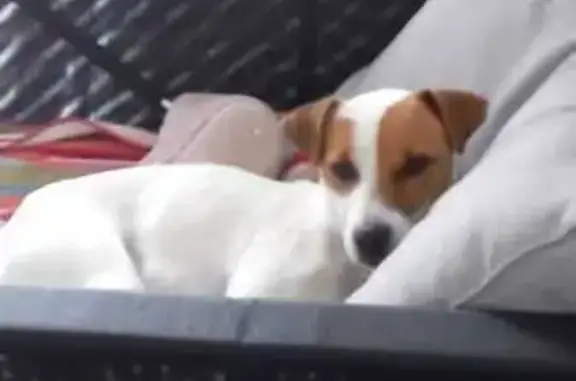 Chien perdu , photo : Chien perdu à Calorguen : Jack Russel croisé