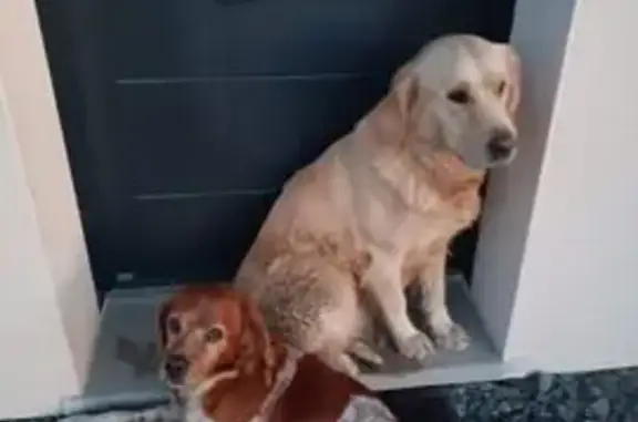 Chien trouvé devant une maison à Évrecy - photo