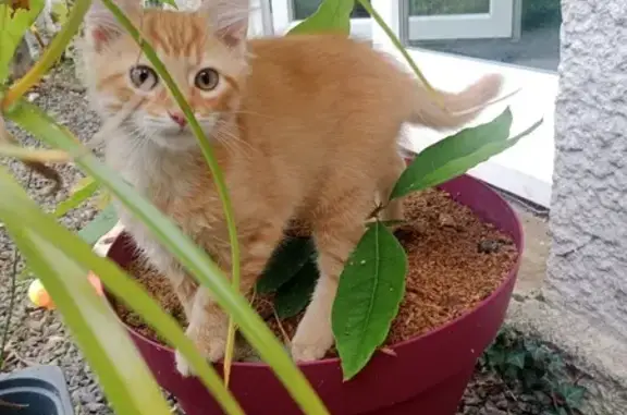 Chat perdu, Chauray, photo: Chaton roux perdu à Chauray le 4 octobre