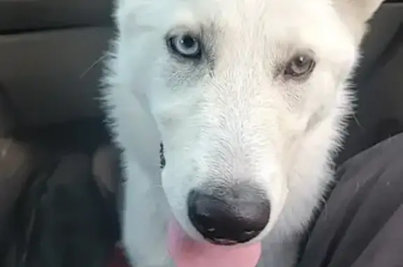 Missing: Friendly White Husky, Quinn