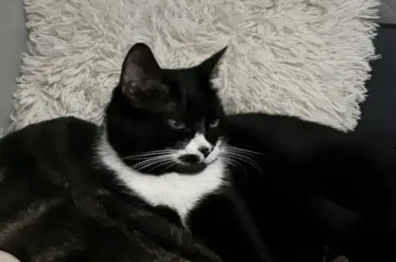 Chatte perdue noire/blanche à Arvert - photo