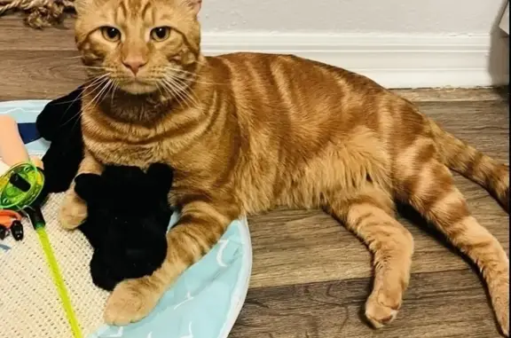 Lost Tigger: Help Find Our Friendly Tabby!