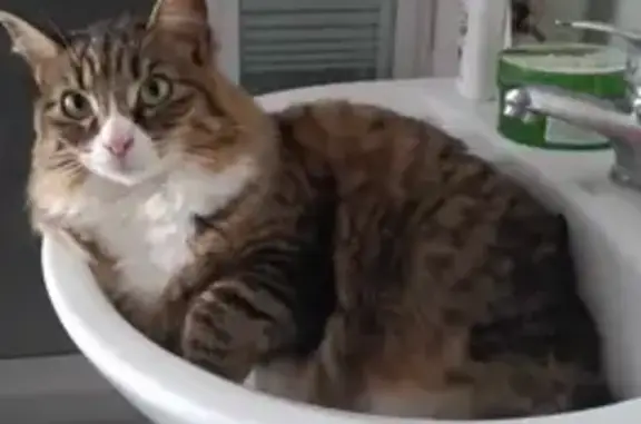 Chat perdu, Ault, photo: Chatte tigrée disparue à Ault