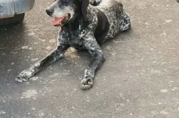 Chien trouvé , photo: Chien trouvé Rue Elisabeth de Surville