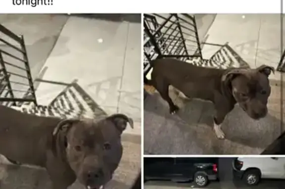 Found Male Pitbull on Hancock St, 11