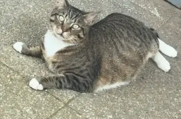 Chat perdu, Oisy-le-Verger, photo: Chat mâle tigré perdu à Oisy