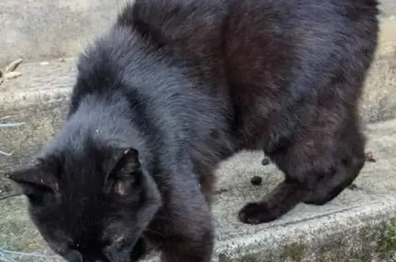 Animaux perdus , photo: Chatte noire perdue à Bures-sur-Yvette