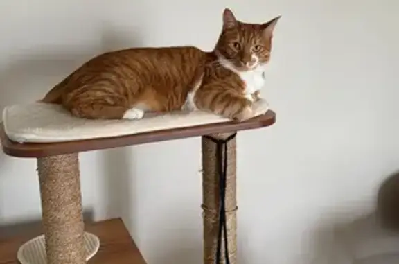 Chat perdu, Osny, photo: Chat tigré roux perdu à Osny