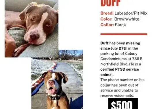 Lost Dog: $1200 Reward Offered!