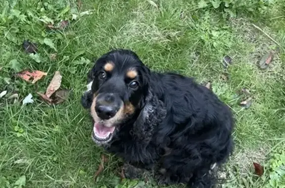 Chien trouvé Vern-sur-Seiche, photo: Cocker trouvé près du marché à Vern