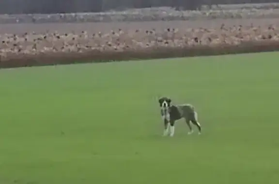 Chien trouvé Niort, photo: Chien tricolore peureux trouvé à Magné