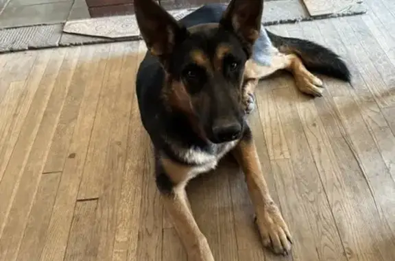 Lost German Shepherd on North Rusk