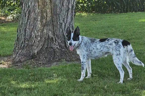 Help Find Kimber: Lost Dog in Markesan